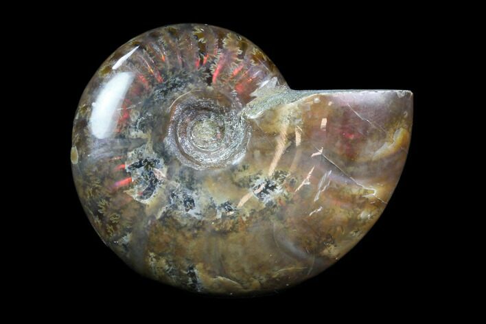 Iridescent, Red Flash Ammonite - Madagascar #82421
